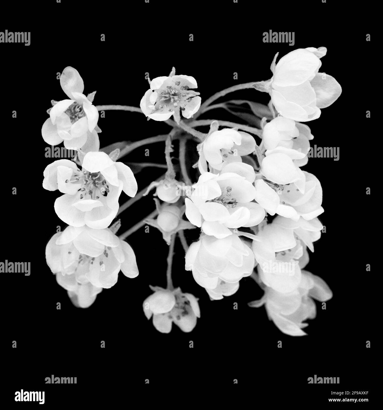 Fiori bianchi di pera isolato su sfondo nero Foto Stock