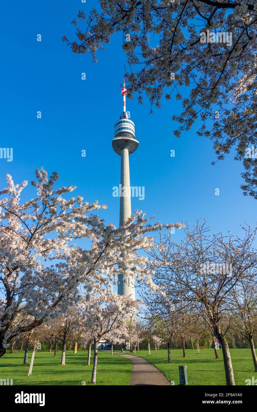 Wien, Vienna: Fioritura dei ciliegi al parco Donaupark, Donauturm (Torre del Danubio) nel 22. Donaustadt, Vienna, Austria Foto Stock