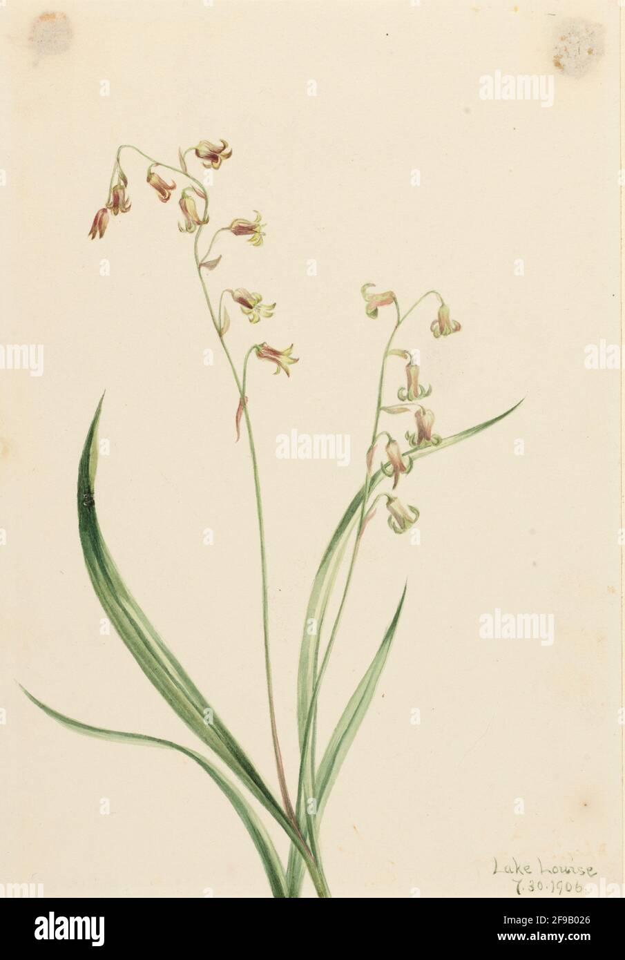Bronzebells (Stenanthium occidentale), 1906. Foto Stock