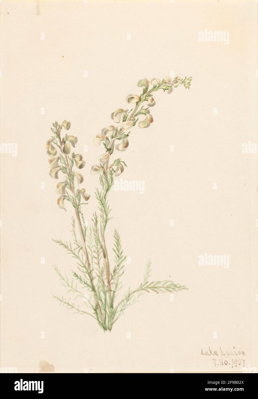 Vita alpina (Pedicularis contorta), 1907. Foto Stock