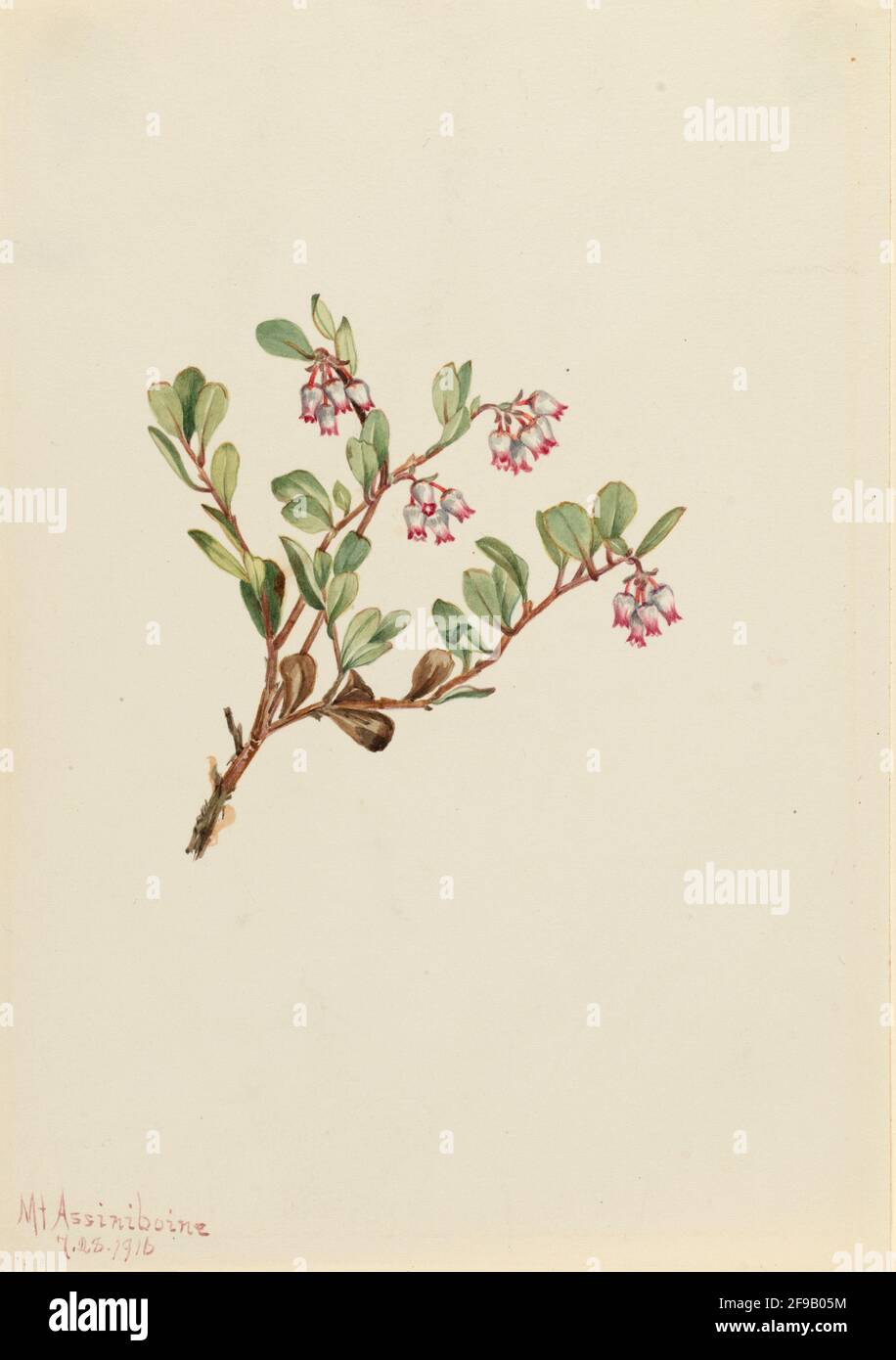 Bearberry (Arctostaphylos uva-ursi), 1916. Foto Stock