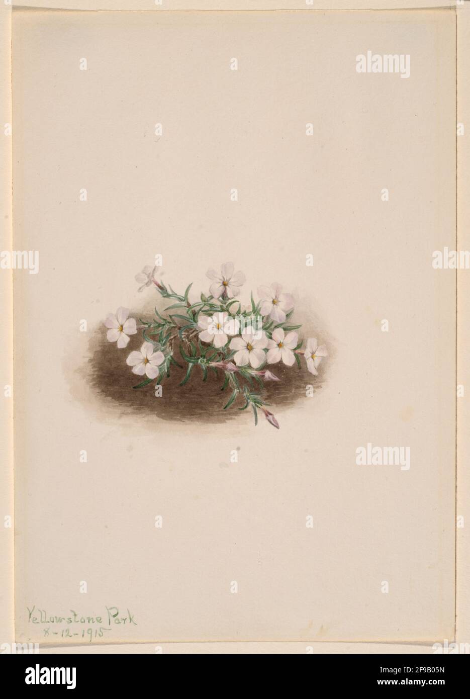 Phlox, 1915. Foto Stock