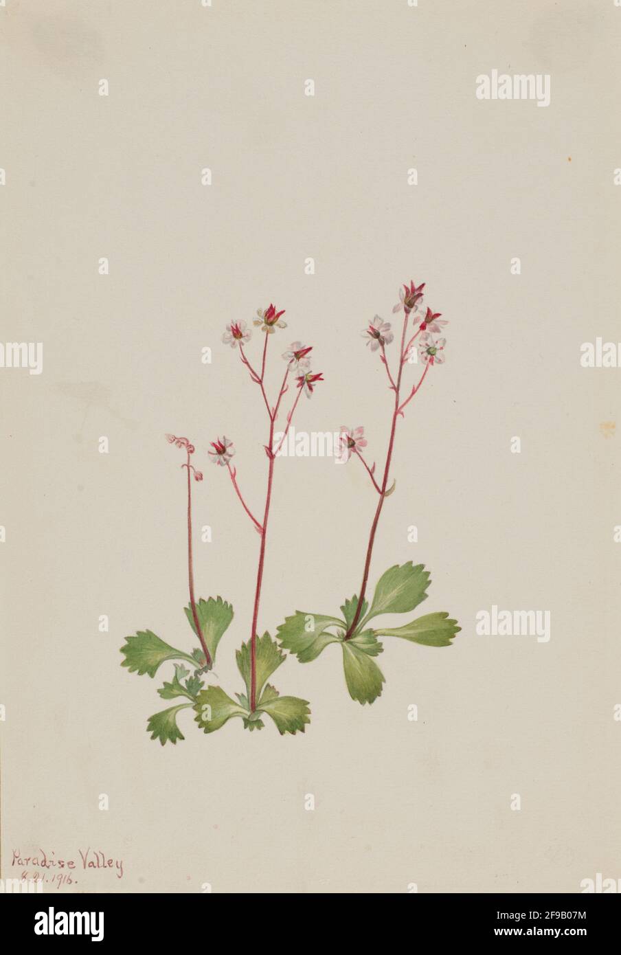 Saxifragio di RedSTEM (Saxifraga lyallii), 1916. Foto Stock