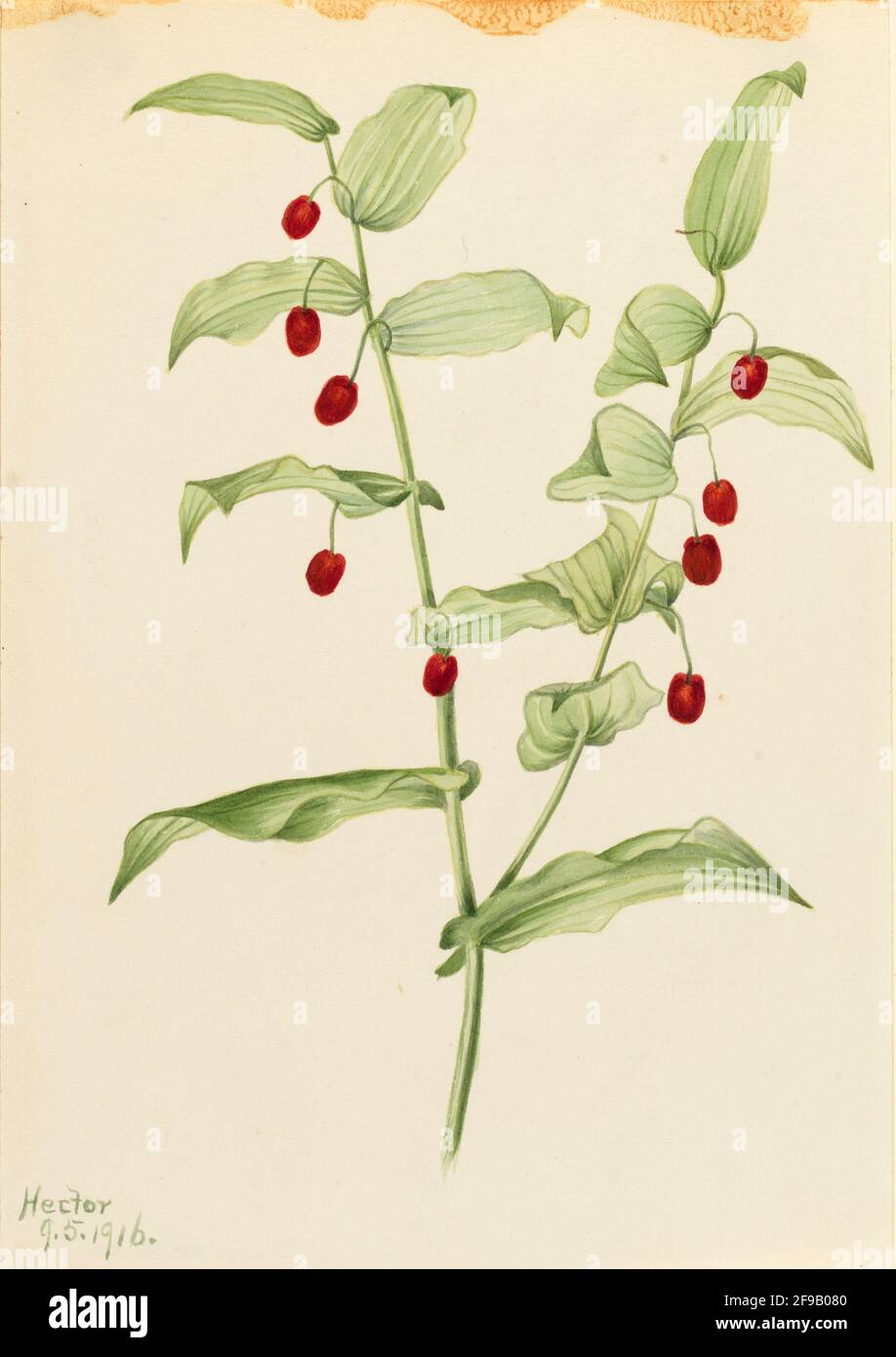 Staletto ritorto con chiusura (Streptopus ampexifolius), 1916. Foto Stock