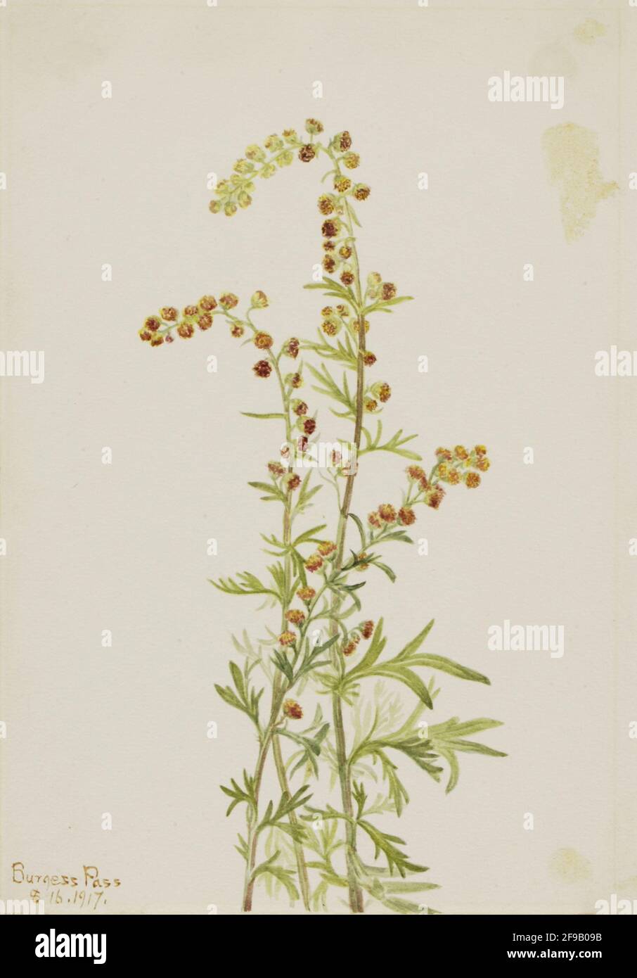 Rock Wormwood (Artemisia discolor), 1917. Foto Stock