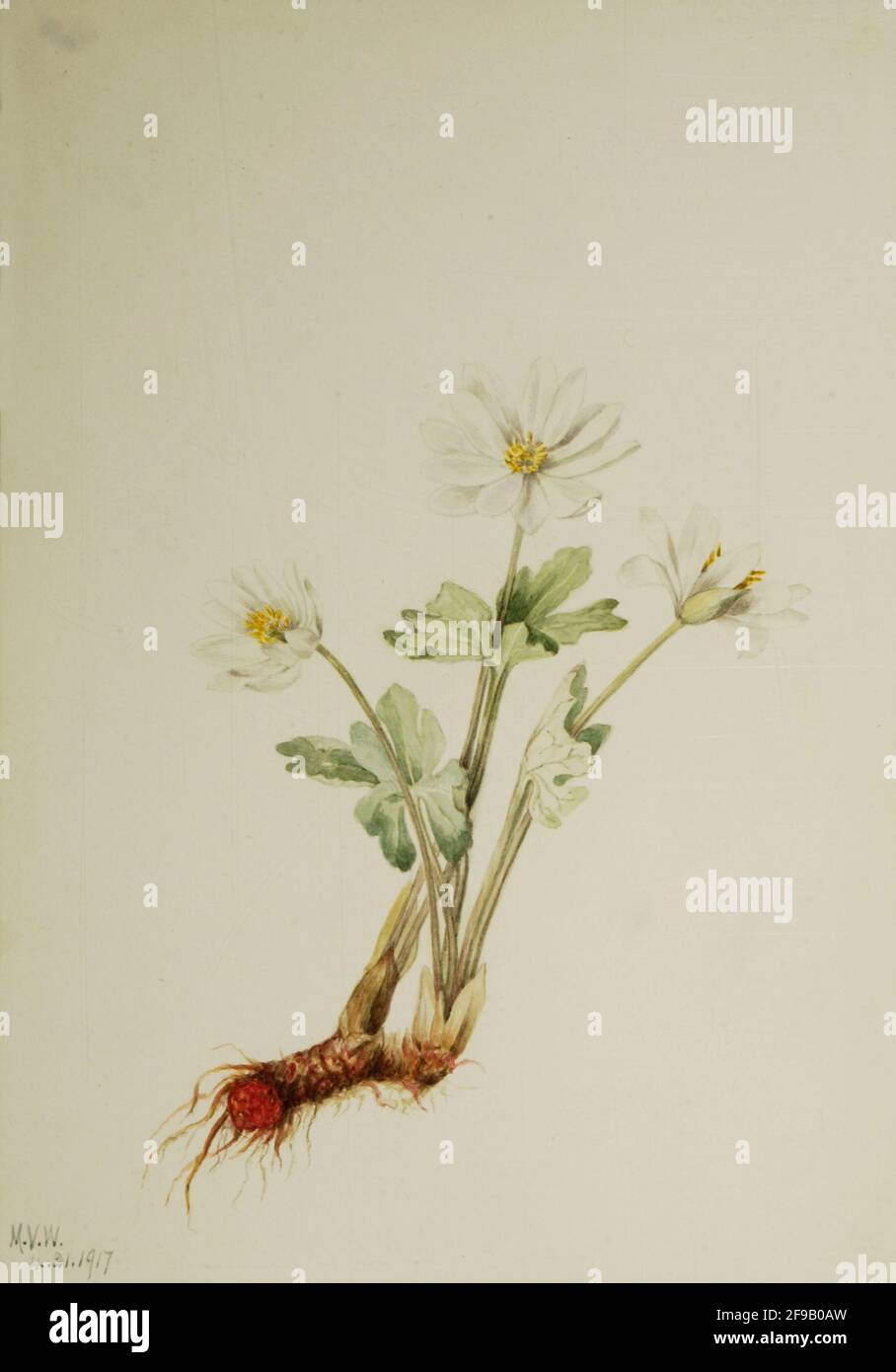 Bloodroot (Sanguinaria canadensis), 1917. Foto Stock