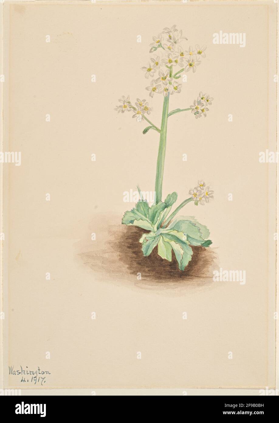 Saxifrago (Saxifraga virginiensis), 1917. Foto Stock
