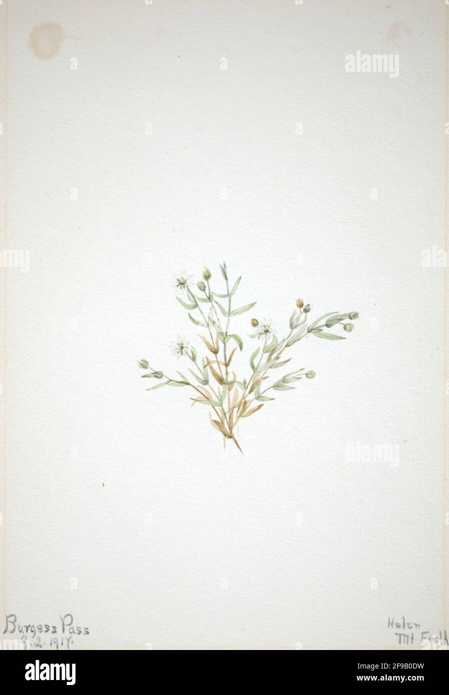 Stelleria leata, 1917. Foto Stock