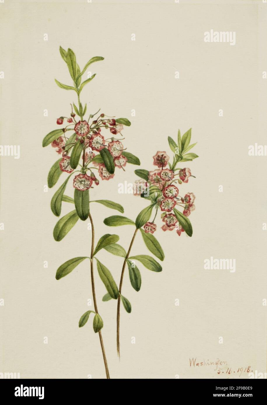 Lambkill (Kalmia angustifolia), 1918. Foto Stock