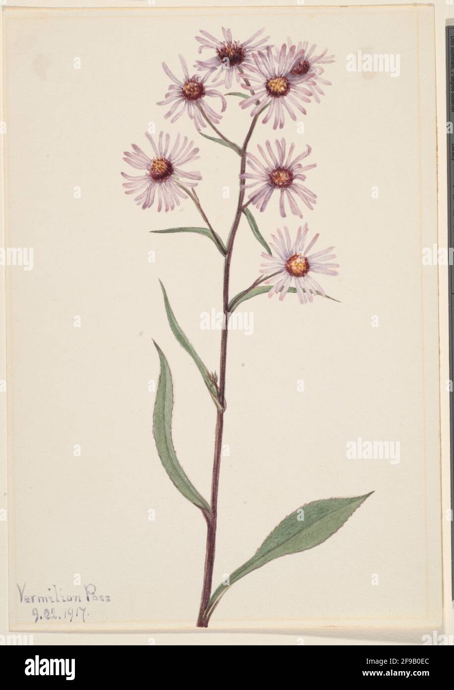 Showy Aster (Aster cospicuus), 1917. Foto Stock