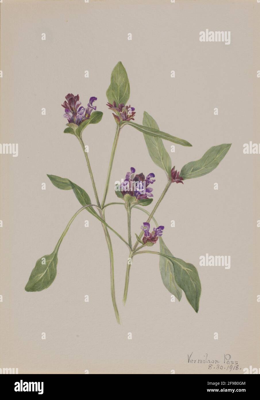 Auto-guarire (Prunella vulgaris), 1918. Foto Stock