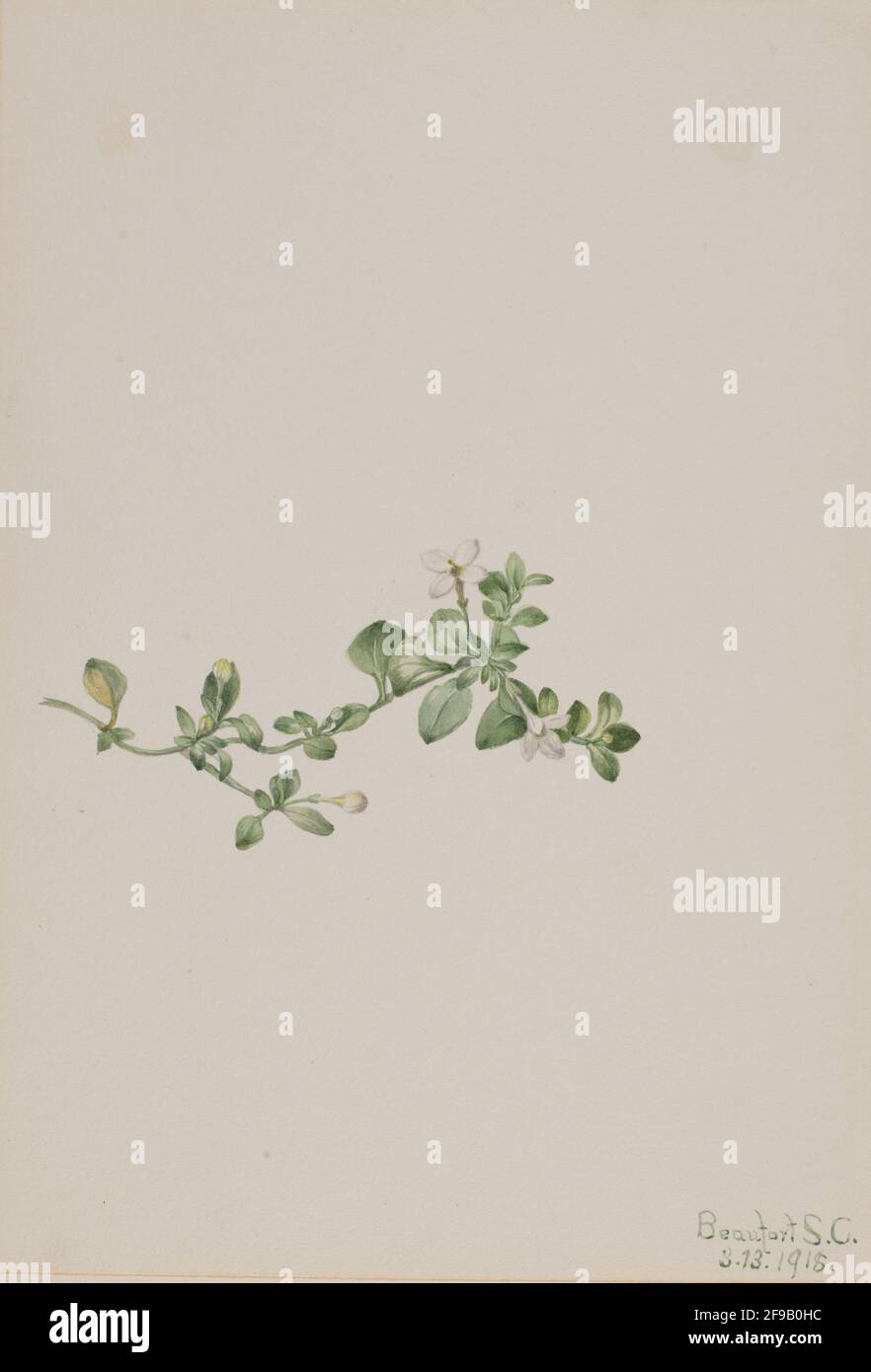 Houstonia Trailing (Houstonia procumbens), 1918. Foto Stock