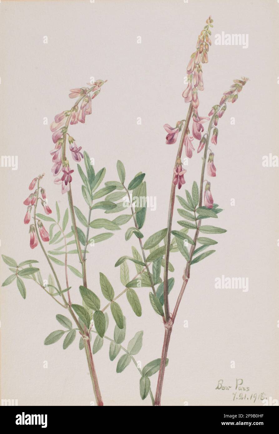 Hedysarum rosa (Hedysarum americanum), 1918. Foto Stock