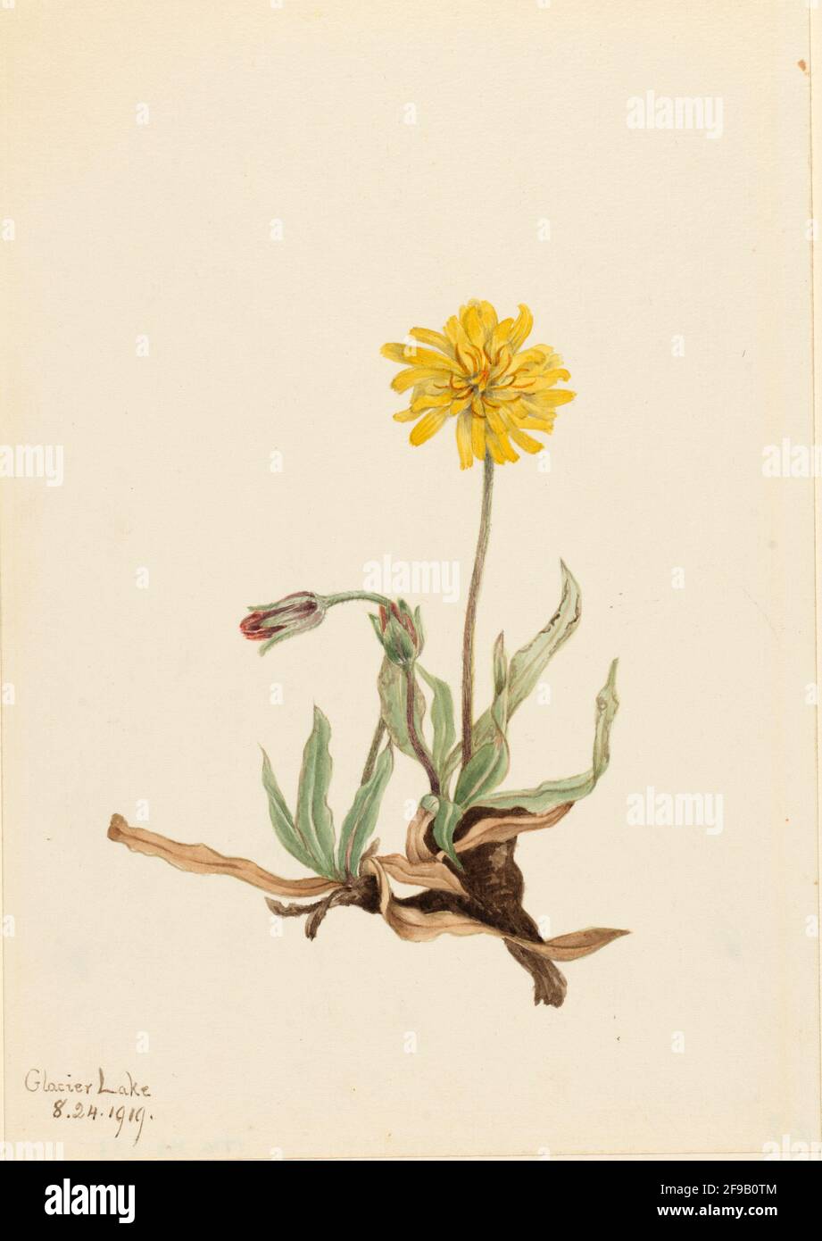 Woolly Agoseris (Agoseris villosa), 1919. Foto Stock