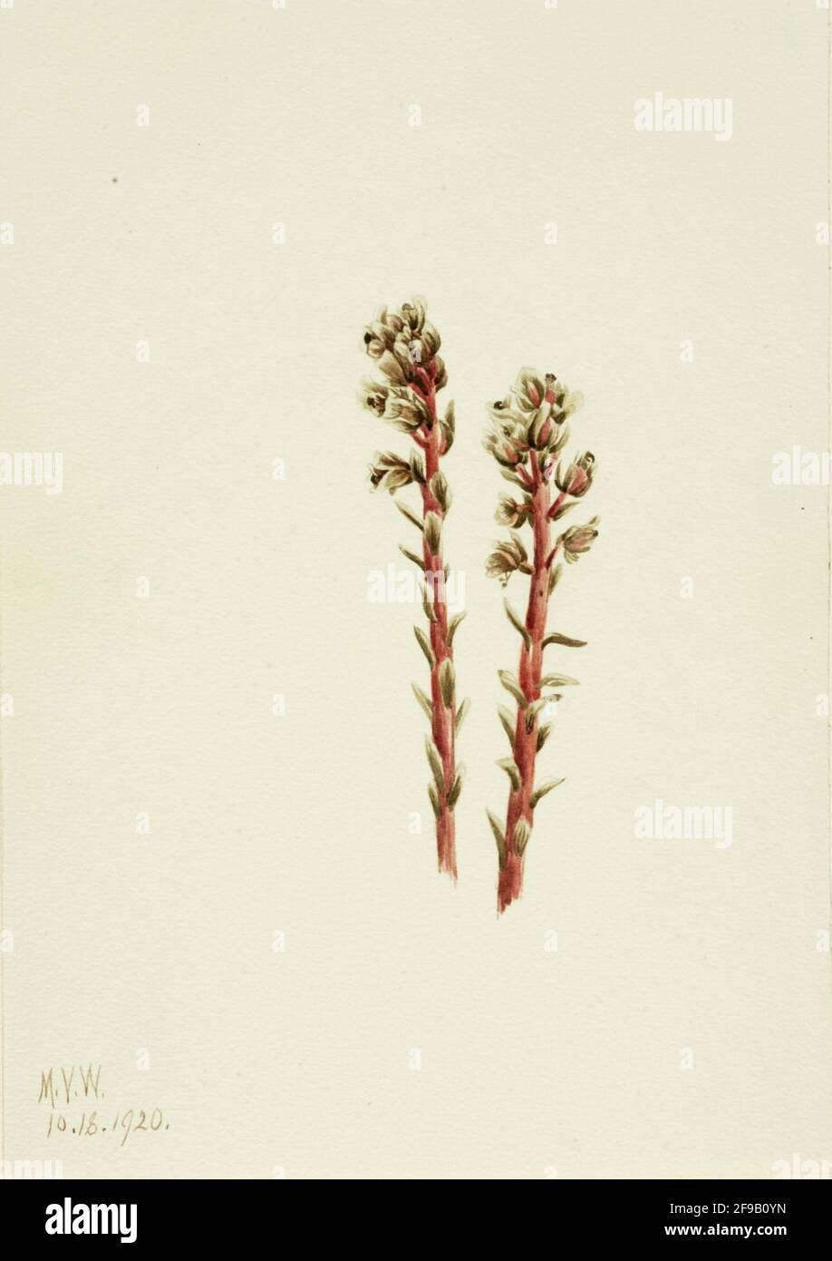 Pinesap rosso (Hypopitys lanuginosa), 1920. Foto Stock