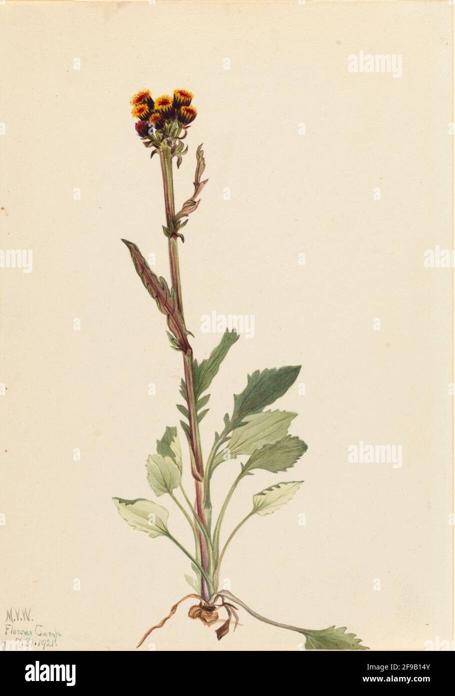 Rayless Groundsel (Senecio pauciflorus), 1921. Foto Stock