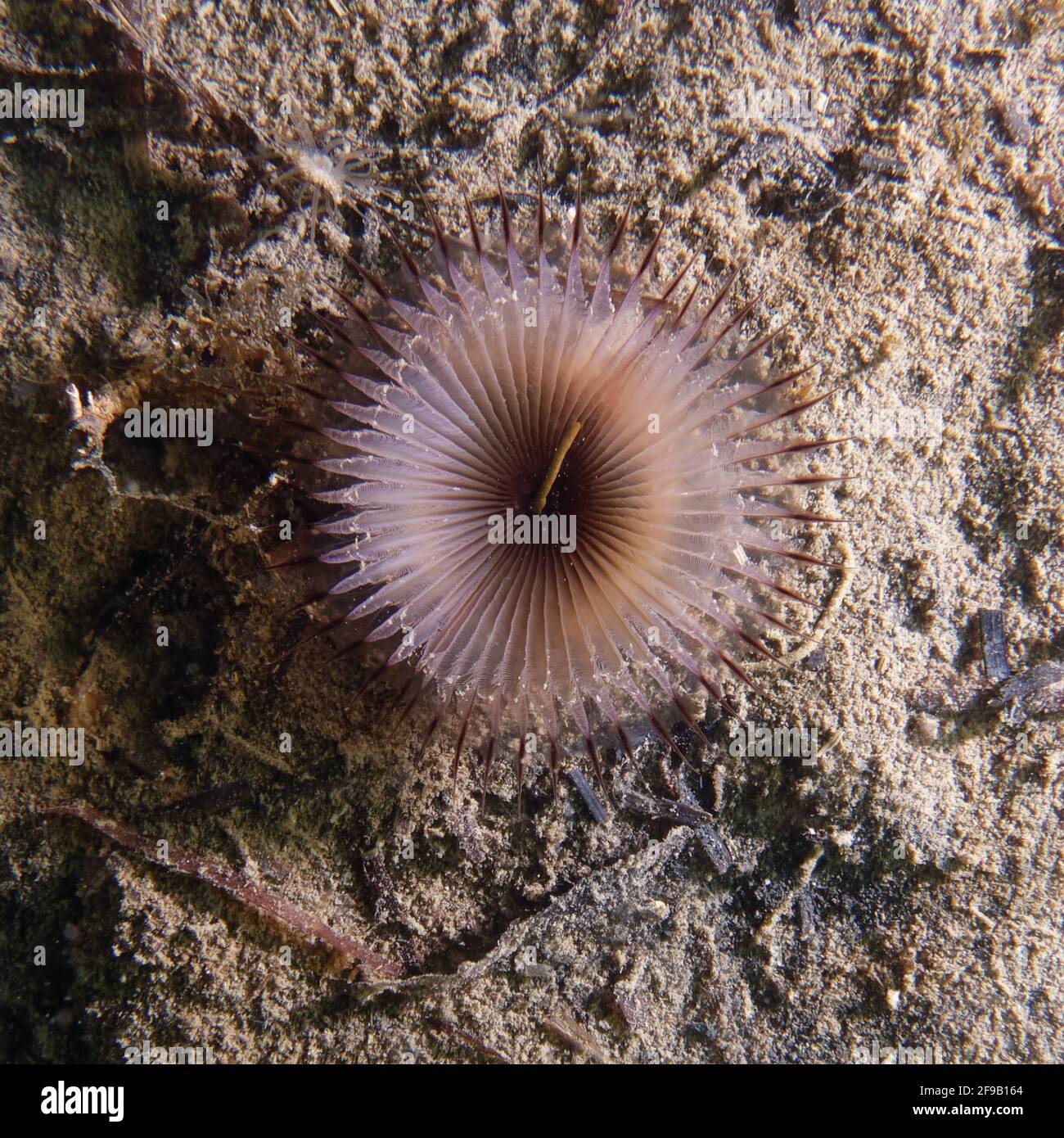 Slime tube worm o Slime piuma (Myxicola infundibulum) In una laguna costiera mediterranea Foto Stock