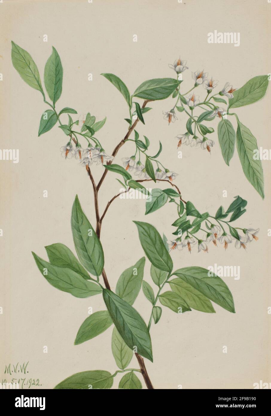 Deerberry (Polycodium stamineum), 1922. Foto Stock