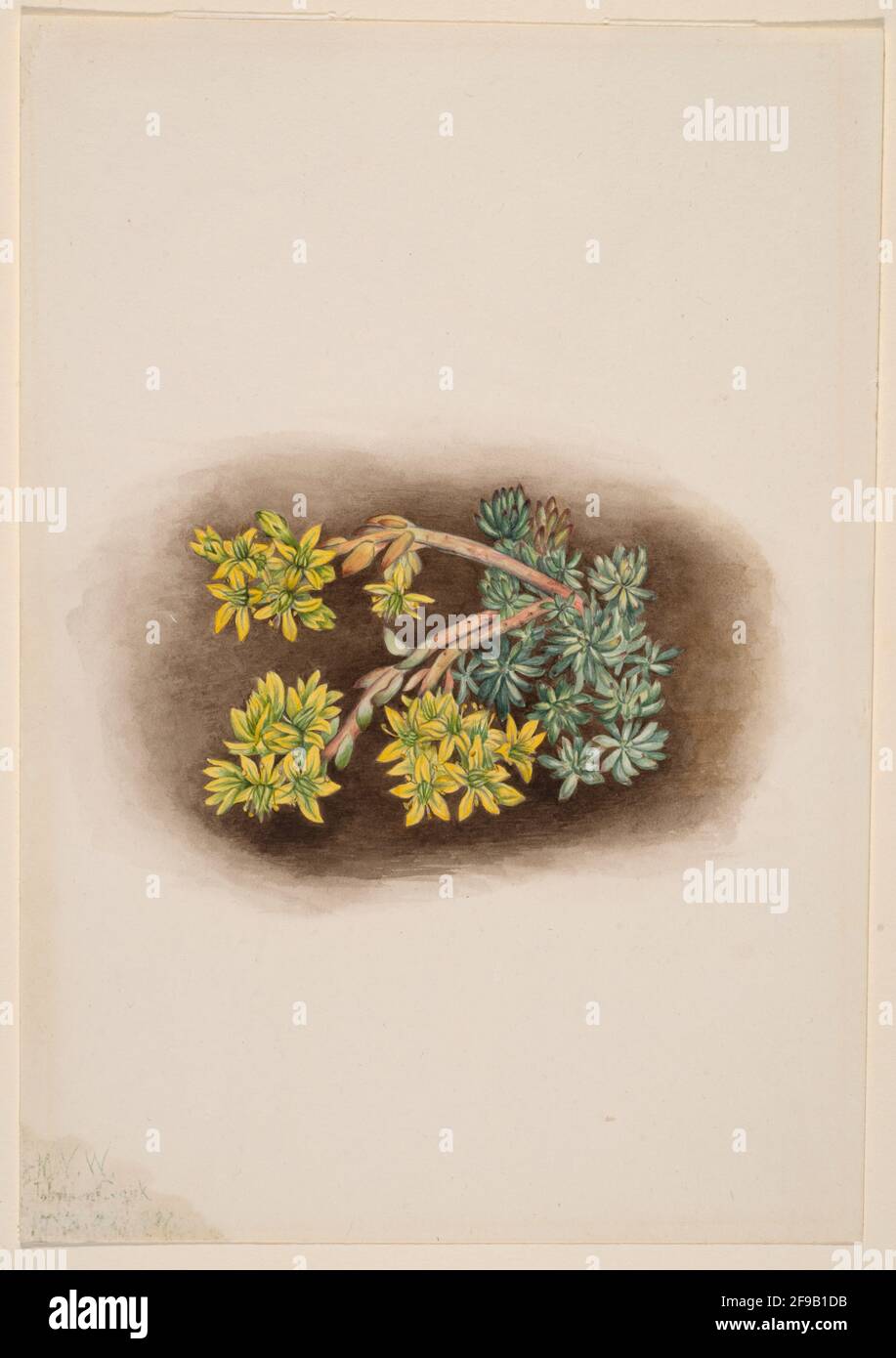 Stonecrop giallo (Sedum stenopetalum), 1922. Foto Stock