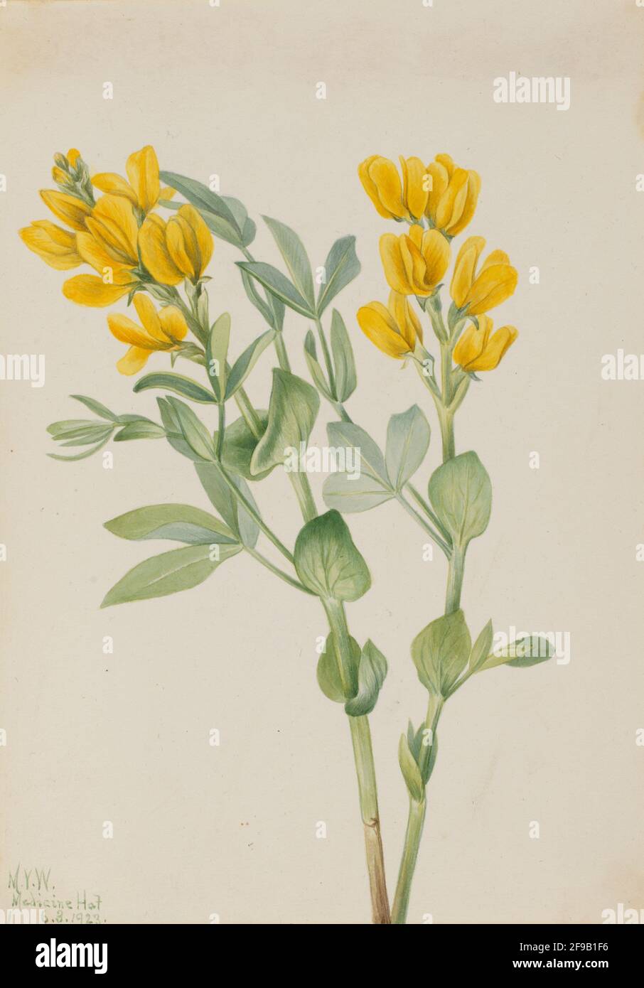 Goldenpea (Thermopsis rhombifolia), 1923. Foto Stock