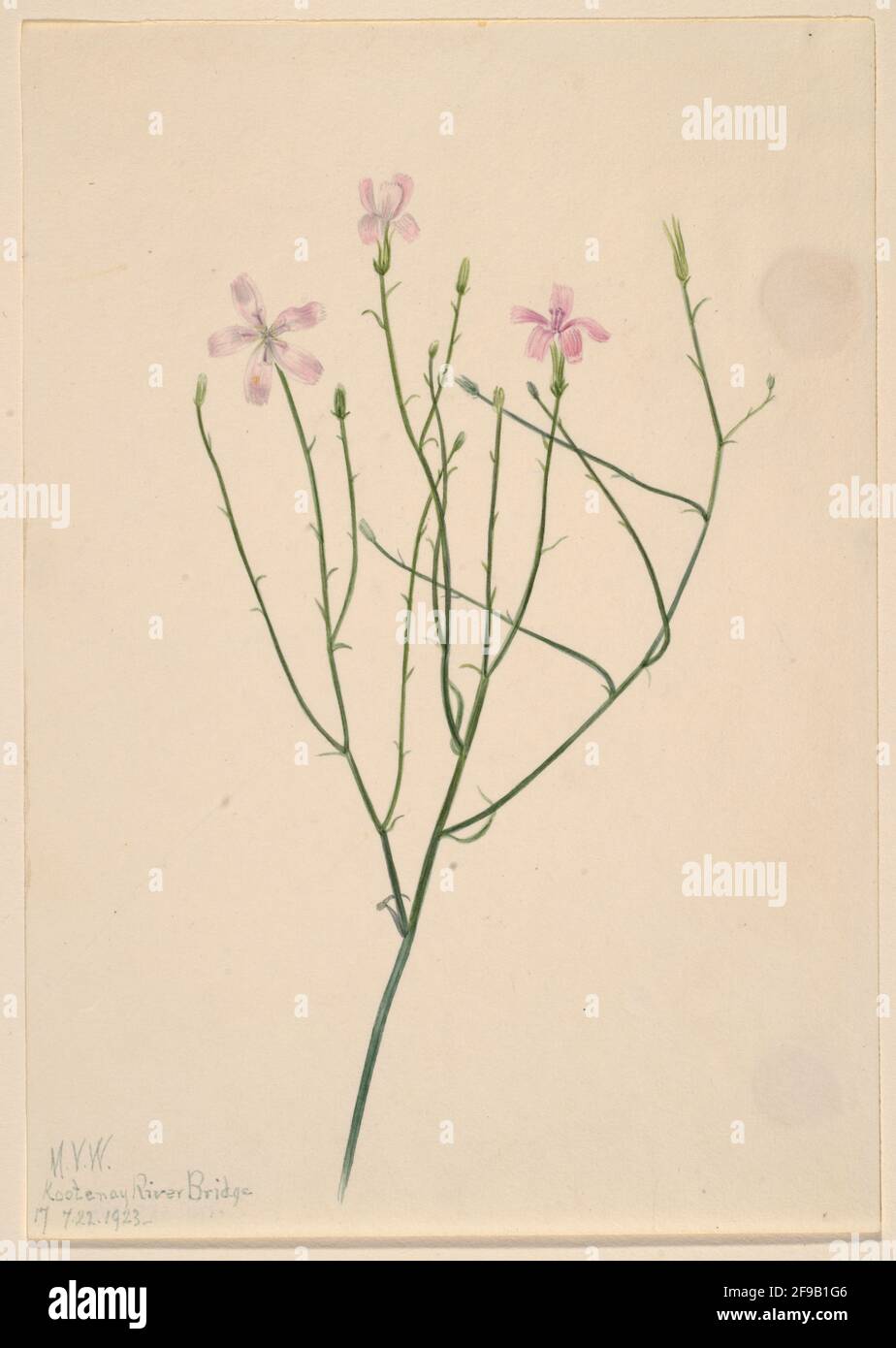 Fiore di scheletro (Lygodesia juncea), 1923. Foto Stock