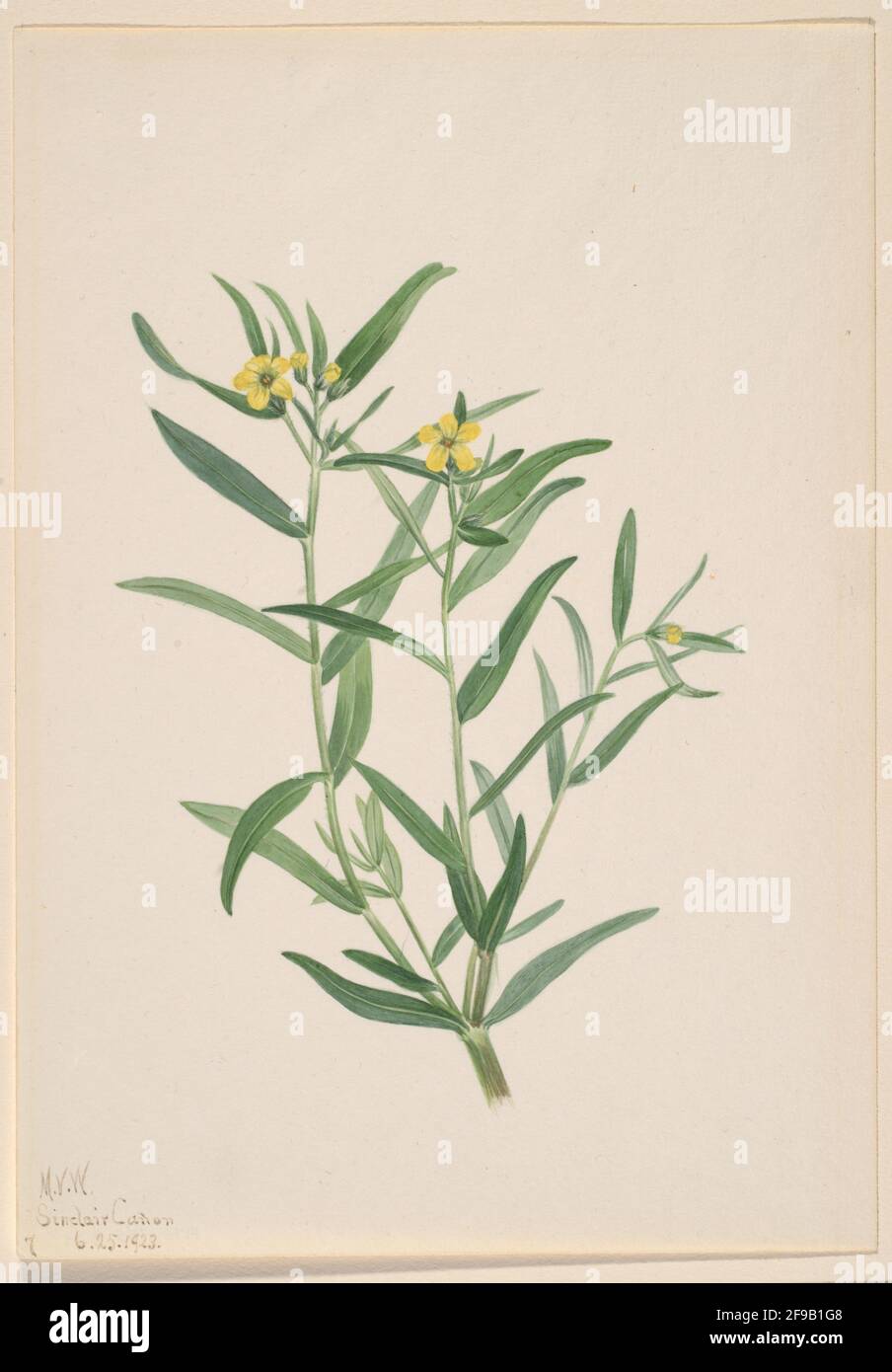 Untitled (studio dei fiori), 1923. Foto Stock