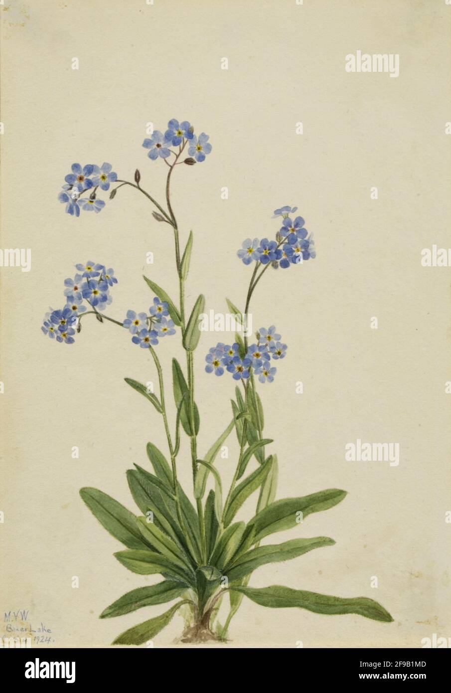 Alpine Forget-me-Not (Myosotis alpestris), 1924. Foto Stock