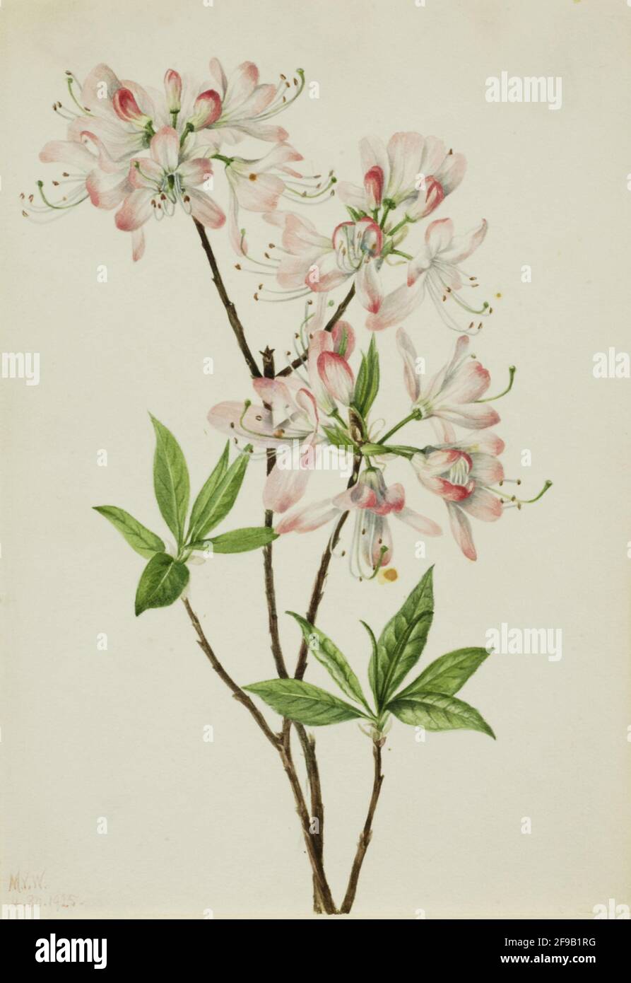 Pinkshell Azalea (Azalea vaseyi), 1925. Foto Stock