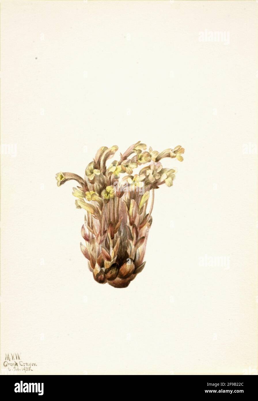 Broomcolza (Orobanche fasciculata), 1933. Foto Stock