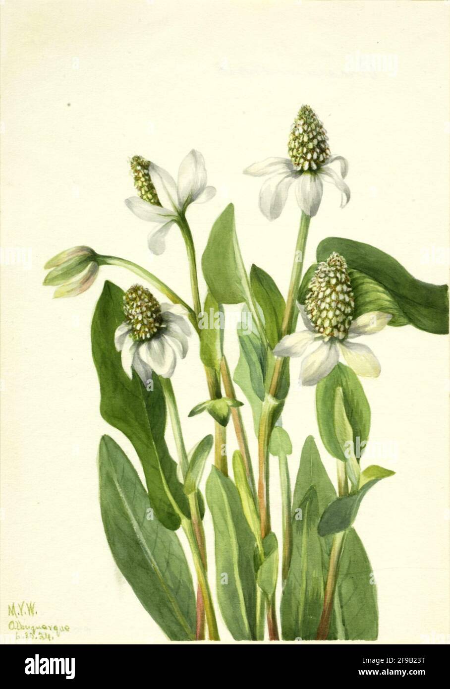 Yerba Mansa (Anemopsis californica), 1934. Foto Stock