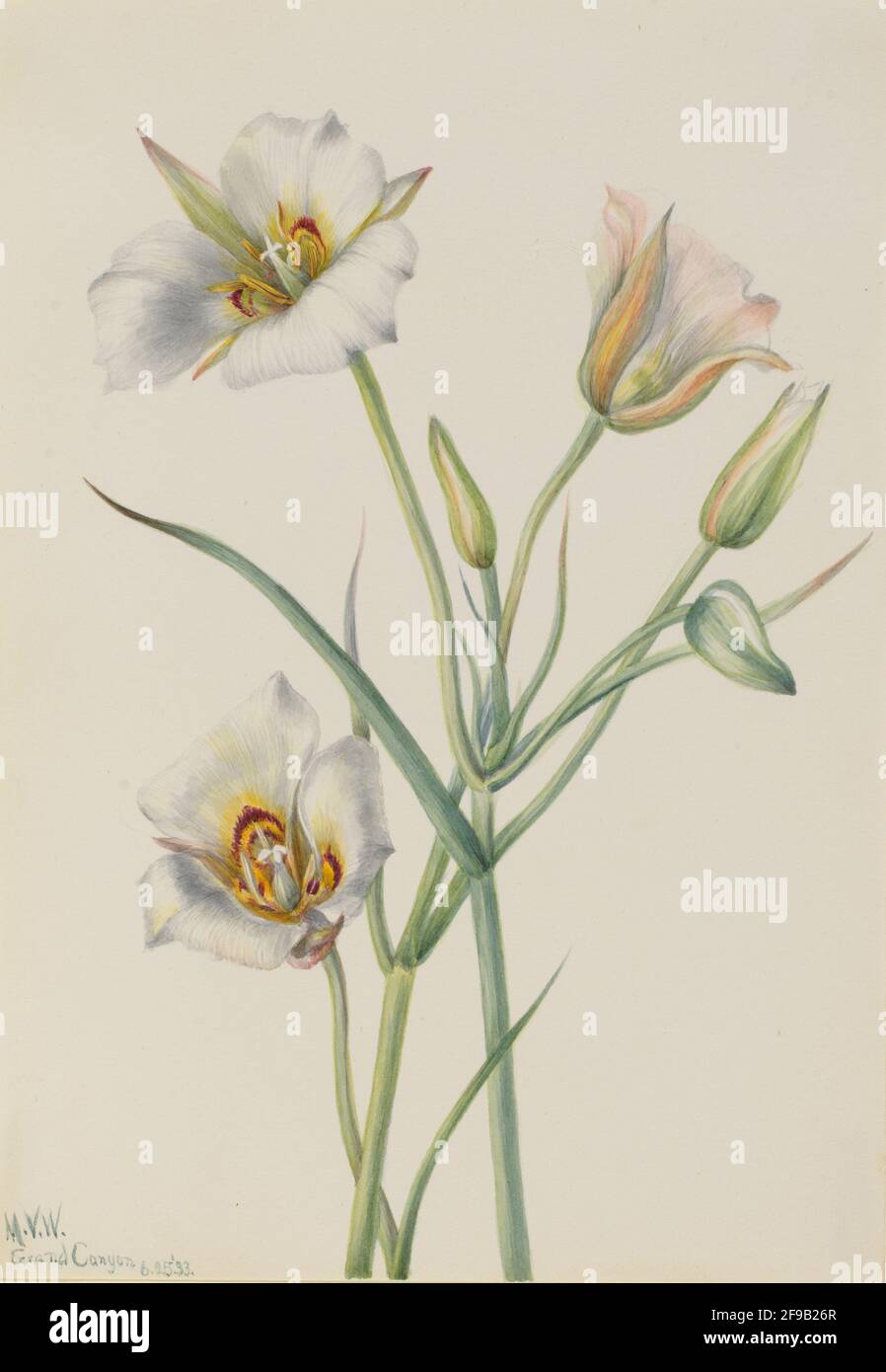Sego Lily (Calochortus nuttallii), 1933. Foto Stock