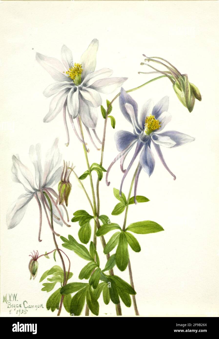 Columbine (Aquilegia ecalcarata), 1935. Foto Stock