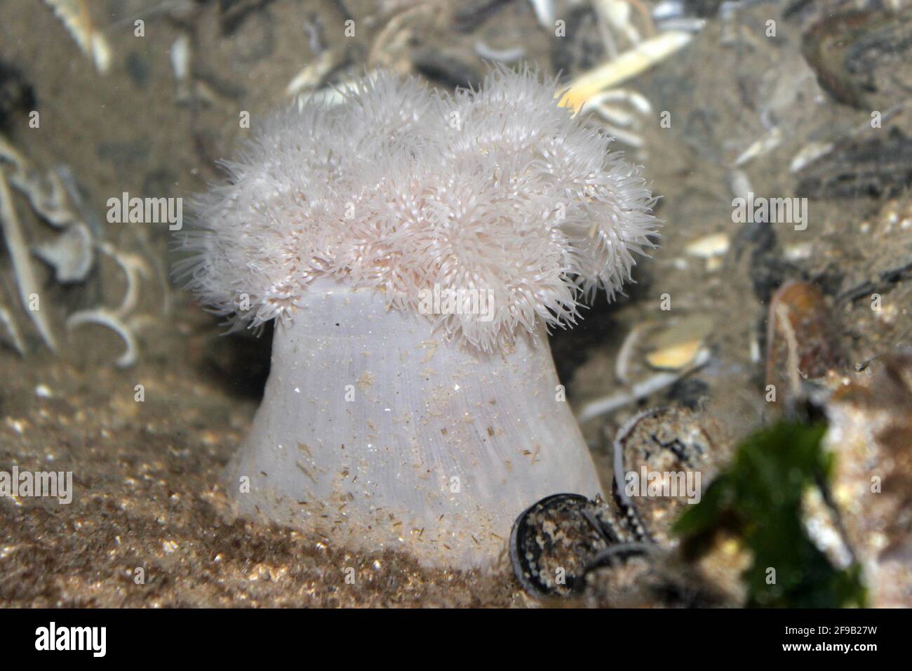 Plumose Anemone (Metridium senile sin. Metridium dianthus) Foto Stock