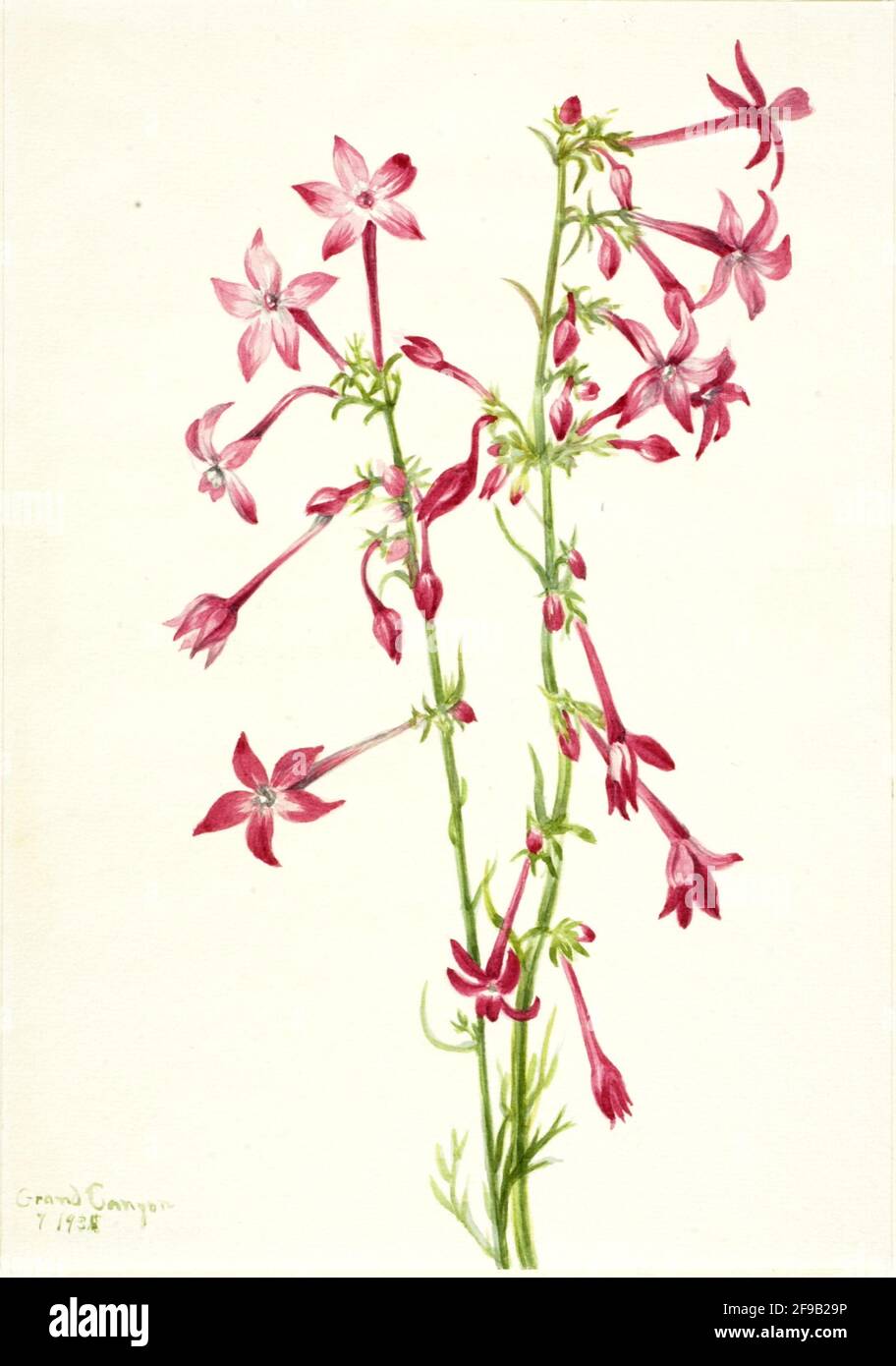 Scarlatto Gilia (Gilia aggregata), 1935. Foto Stock