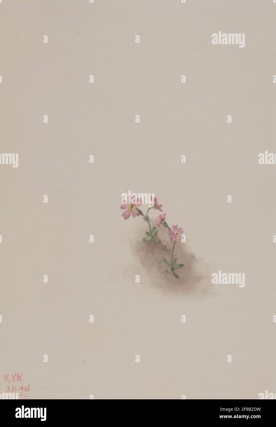 Untitled--Flower Study, 1936. Foto Stock