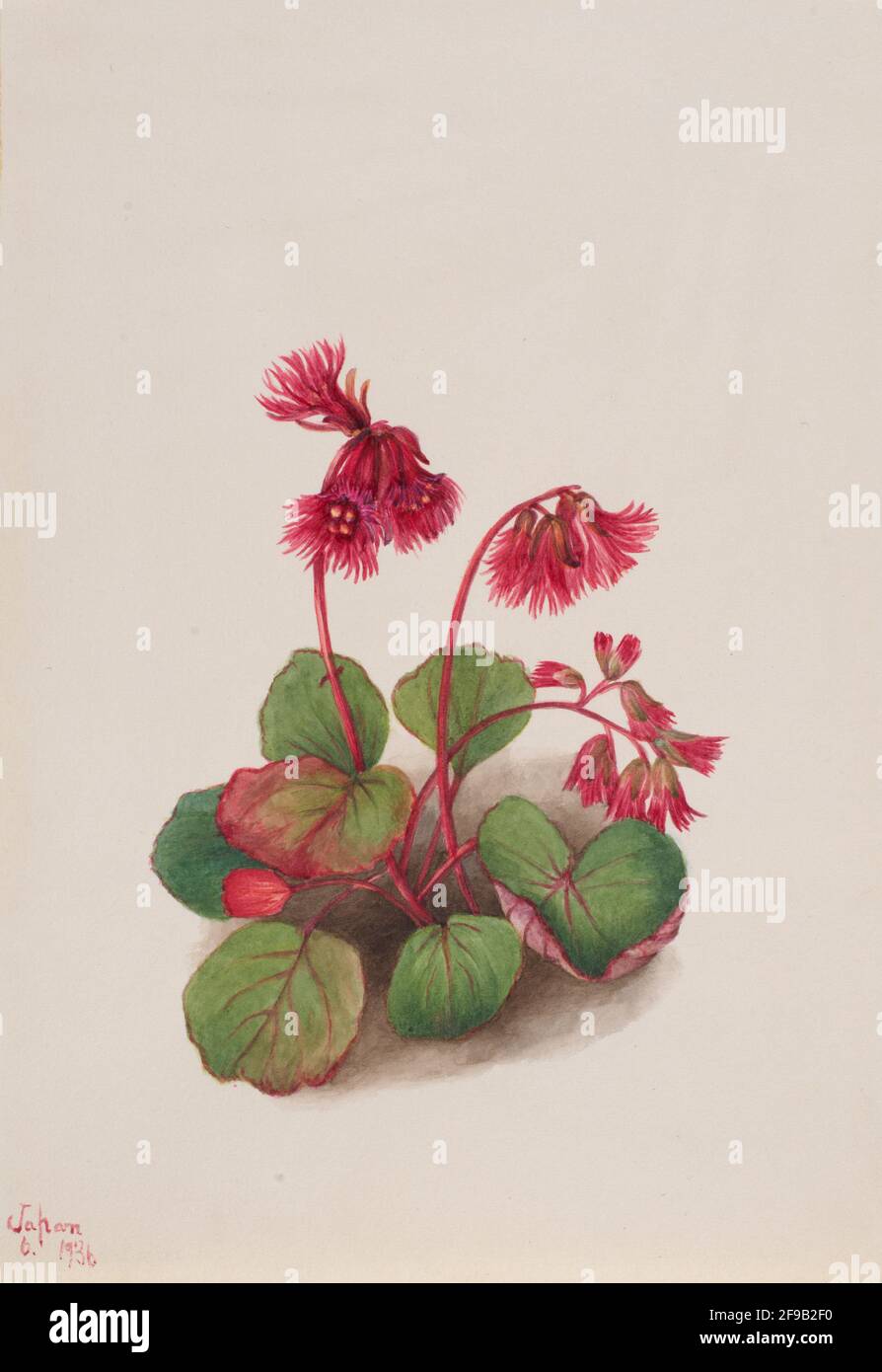 Schizocodon soldanelloides, 1936. Foto Stock