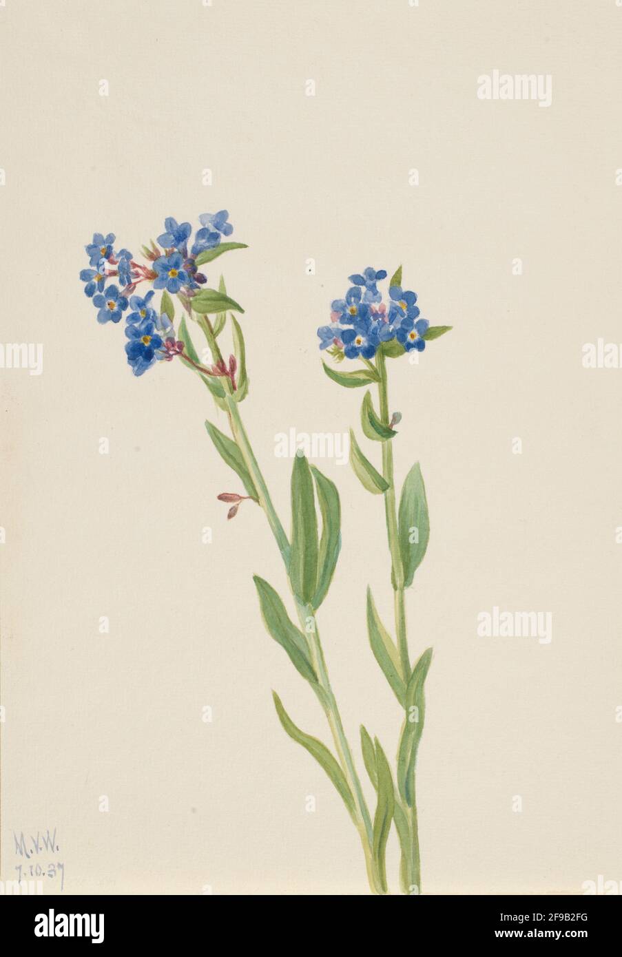 Alpine Forget-Me-Not (Myosotis alpestris), 1937. Foto Stock