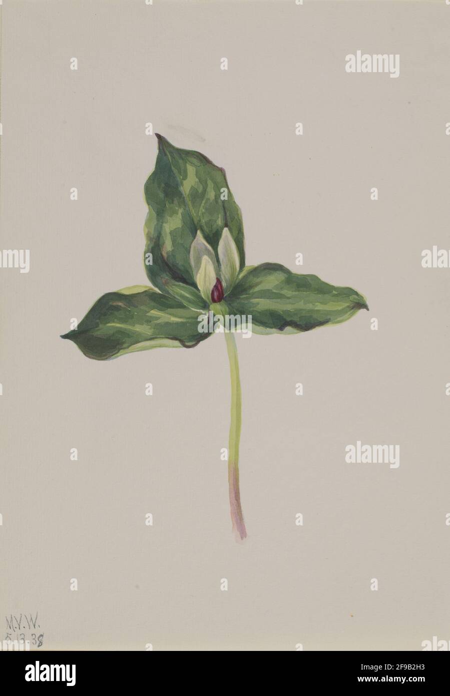 Trillium Scoloror, 1938. Foto Stock