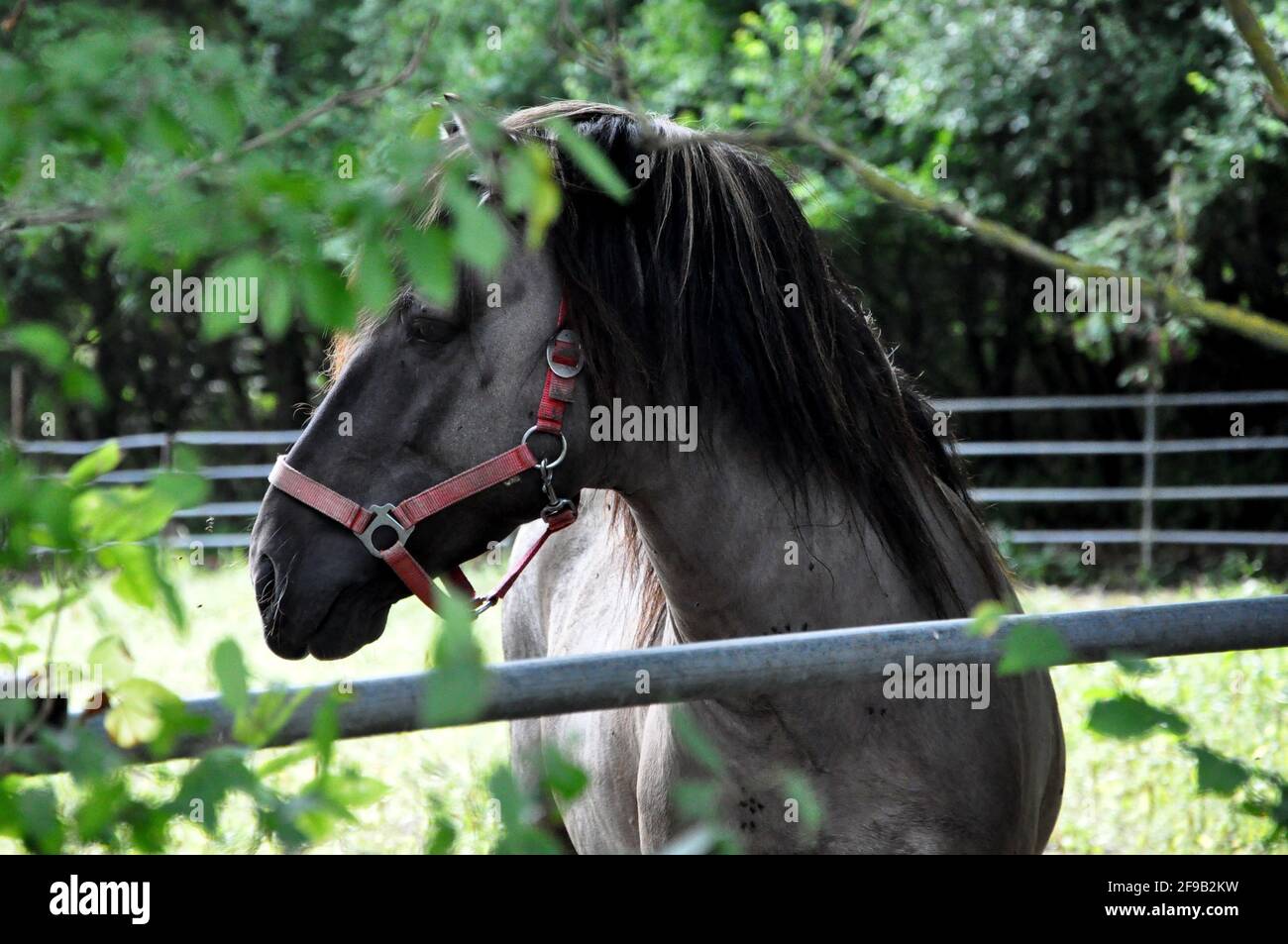 Cavallo polacco in Polonia, Europa. Foto Stock