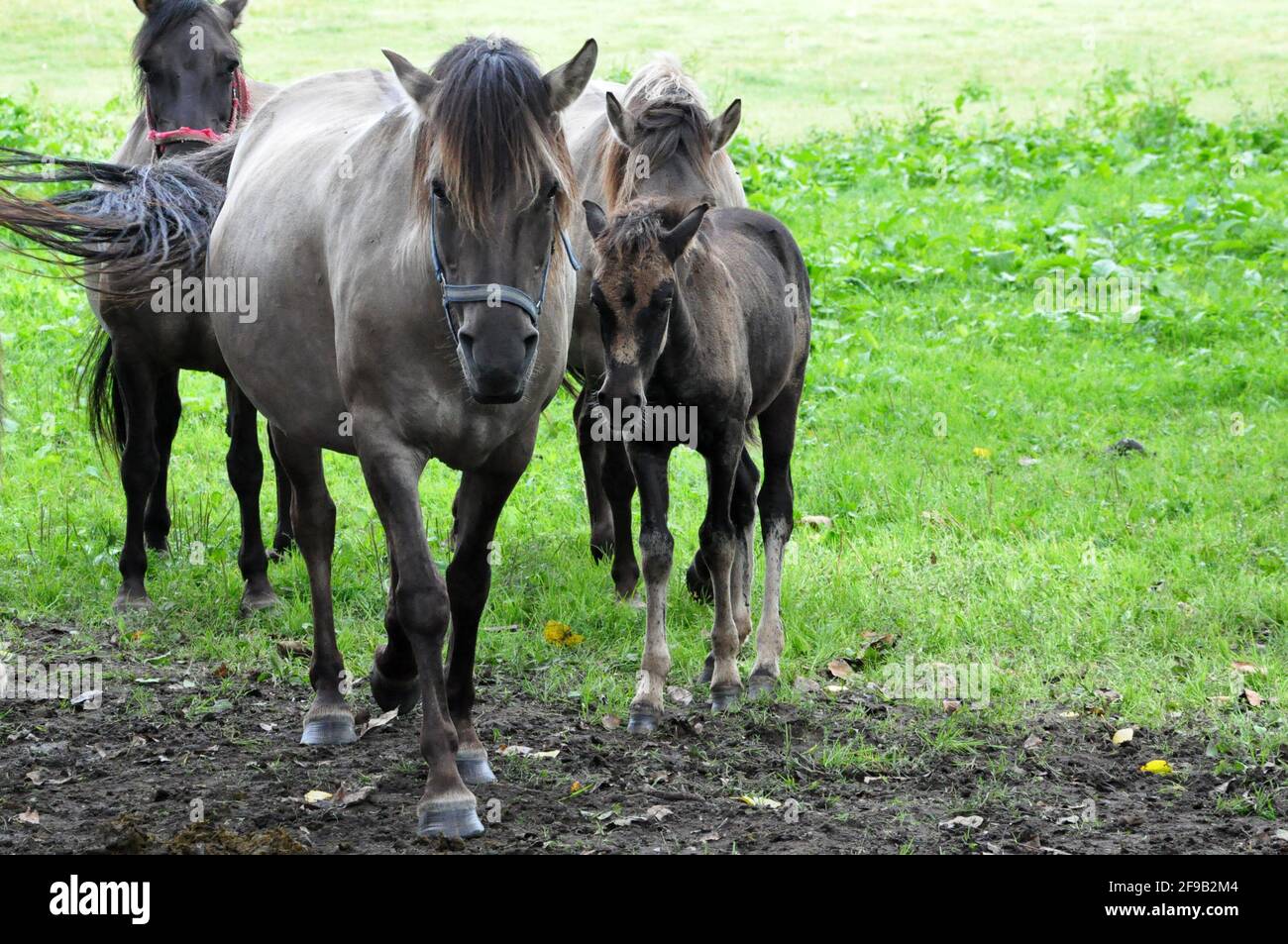 Cavallo polacco in Polonia, Europa. Foto Stock