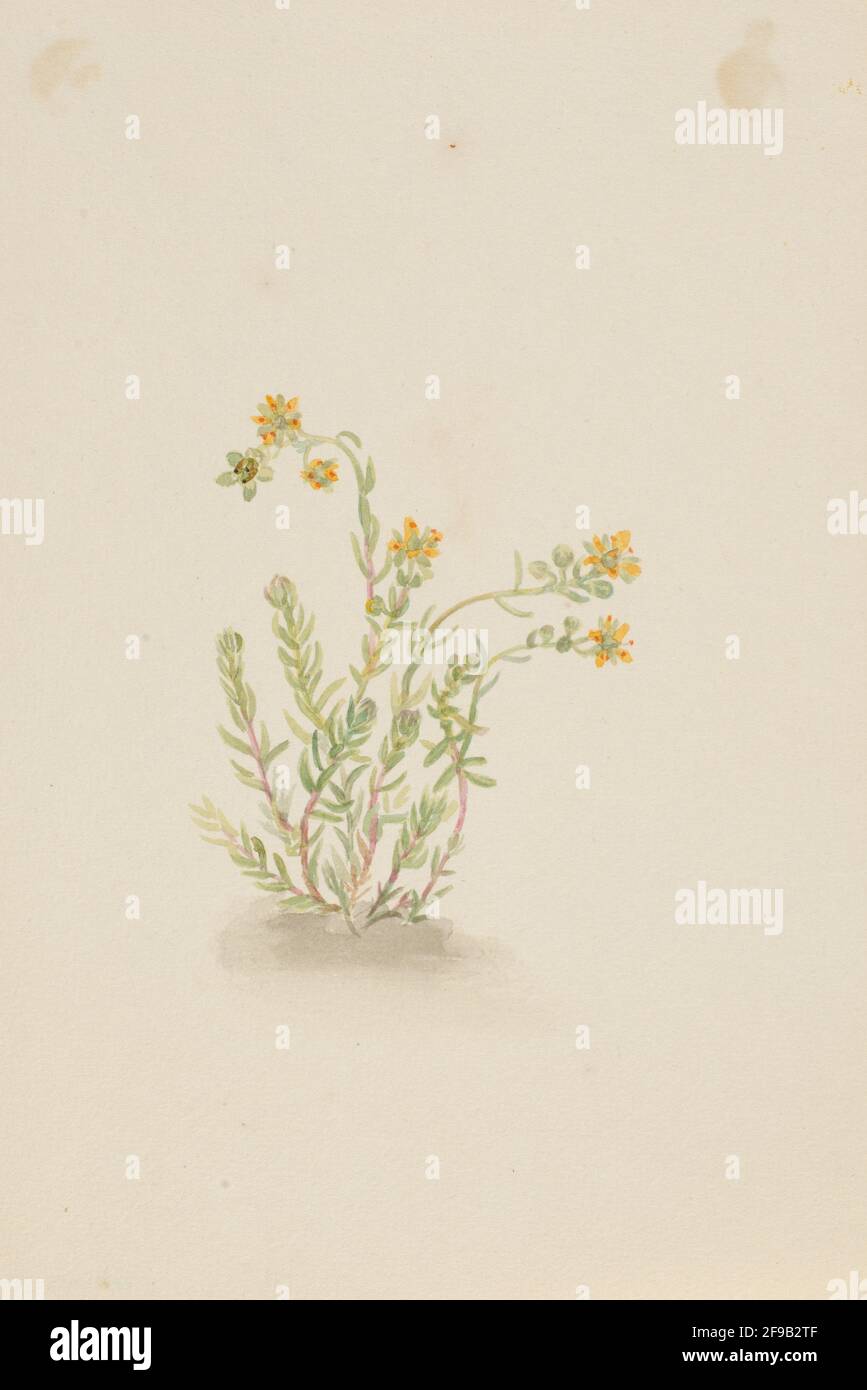 Sedum stenopetalum, ca. 1917-1918. Foto Stock