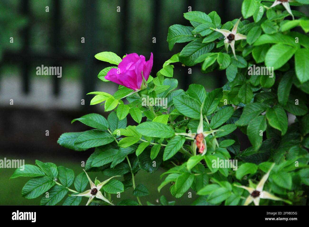 Fiore di rosa selvaggio primo piano Foto Stock