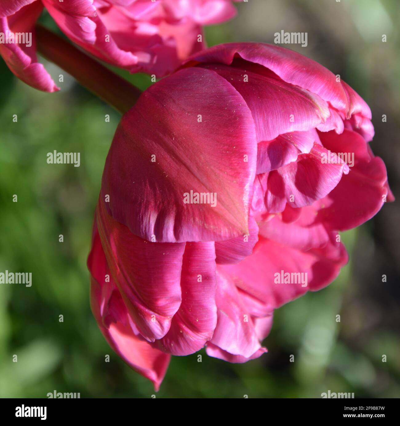 Tulip Red Princess High Resolution, tulipano rosso con petali di rosa, tulipano rosso brillante, foto d'alto livello, DSLR Foto Stock