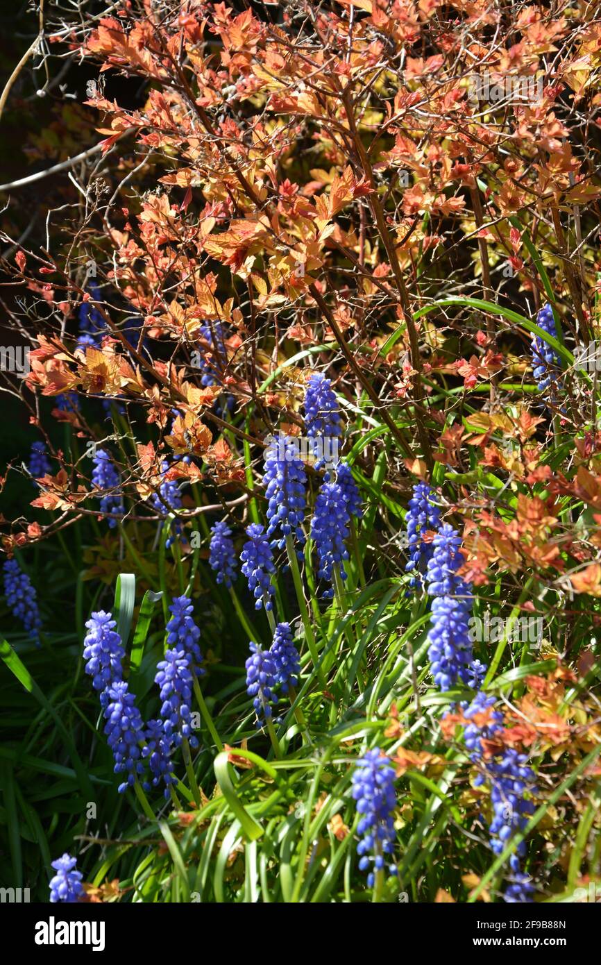 Uva giacinto, Muscari armeniacum Foto Stock