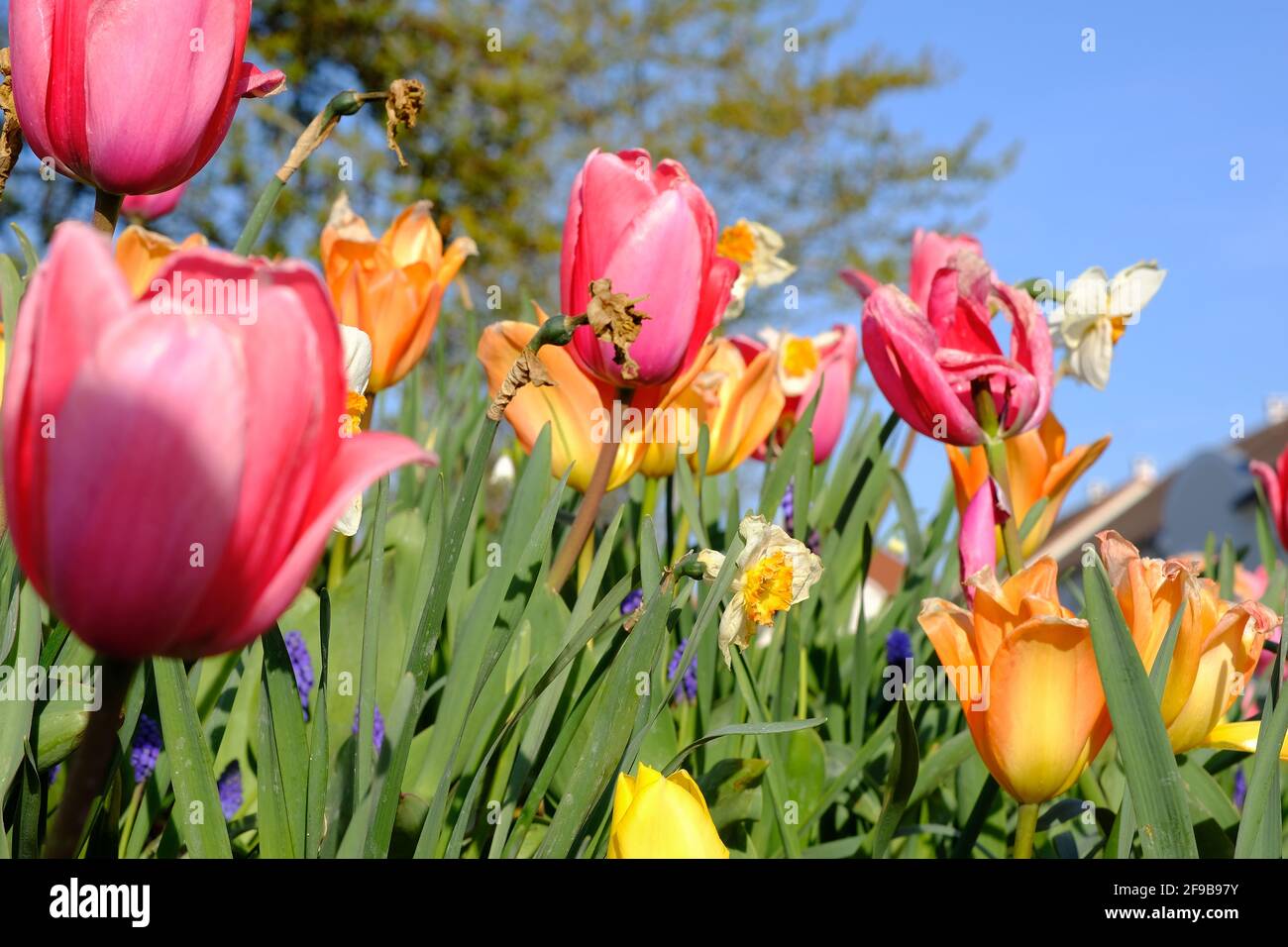 Primo piano di un bellissimo tulipano rosa e altri colorati Fiori contro un cielo blu in Francia Foto Stock