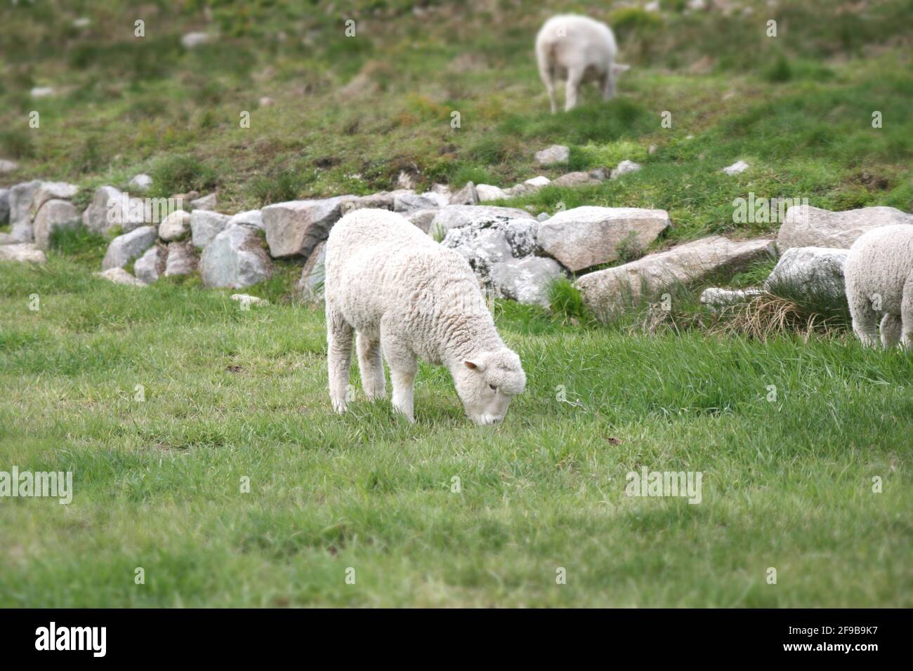 Pecora che pascolano nell'erba verde. Foto Stock