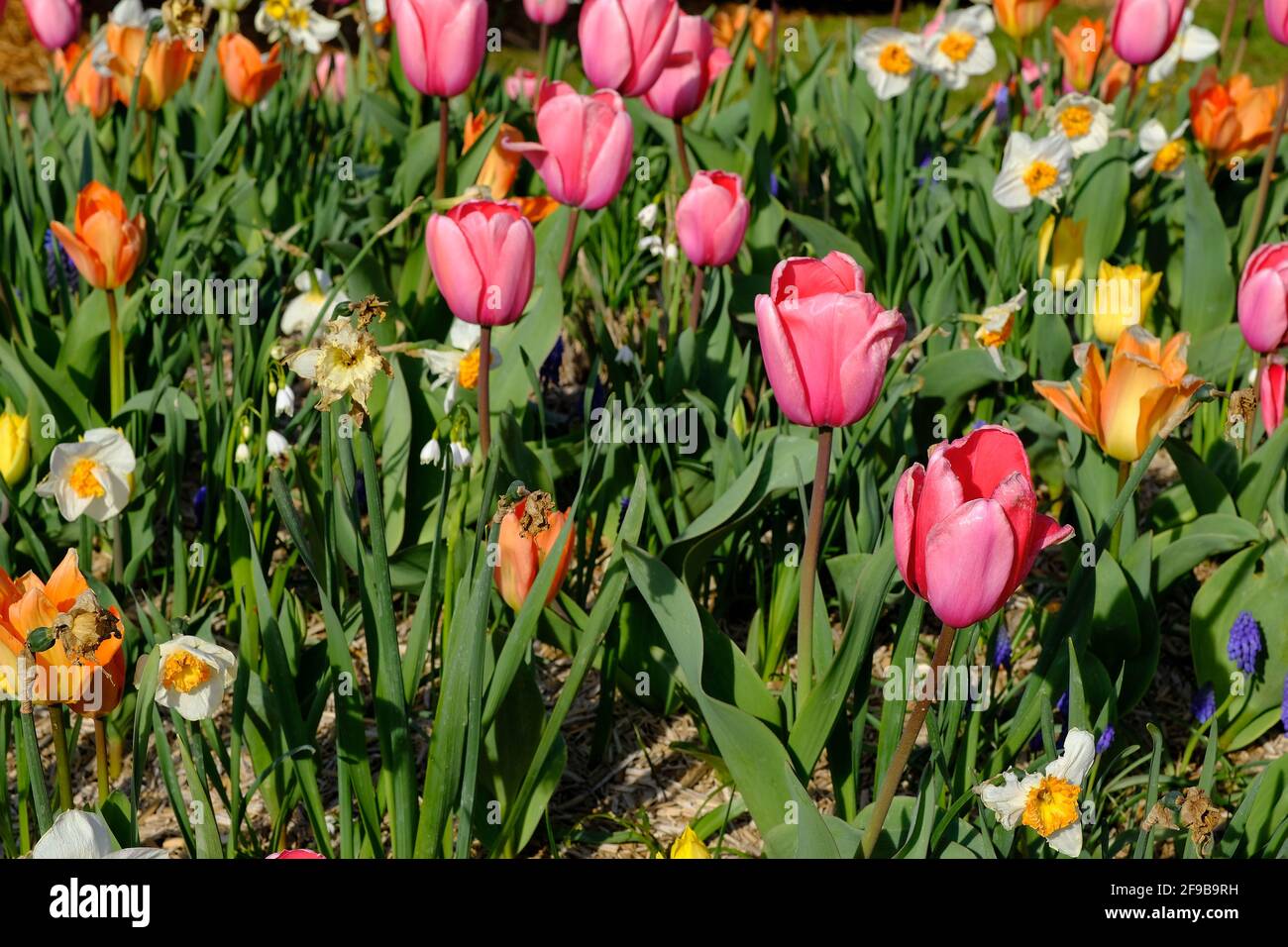 Primo piano di un bellissimo tulipano rosa e altri colorati Fiori contro un cielo blu in Francia Foto Stock