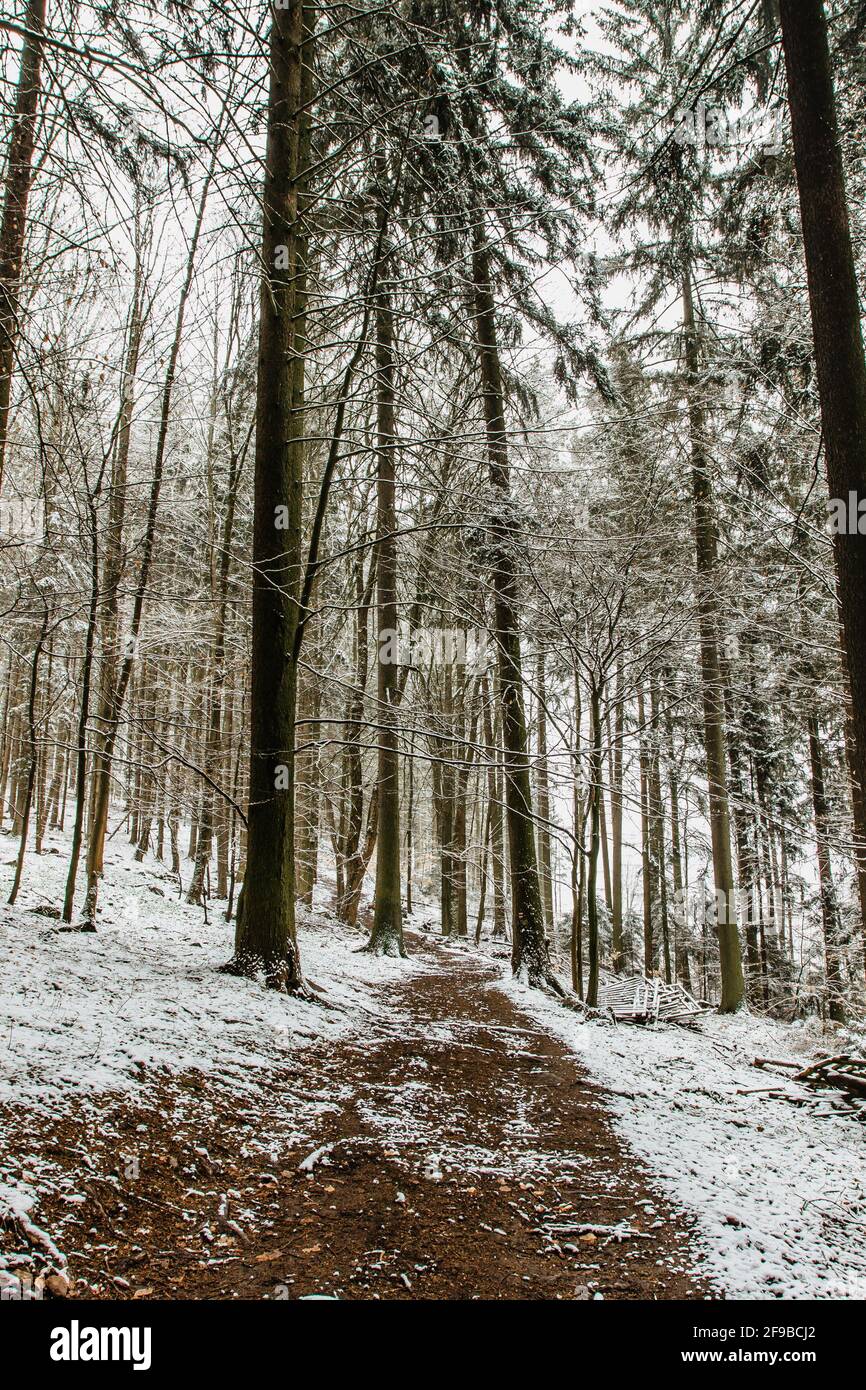 Sentiero forestale con neve fresca. Bellissimi alberi innevati. Freddo giorno d'inverno all'aperto. Alberi ghiacciati innevati. Vacanze di Natale scenario.Bianco paesaggio invernale. Foto Stock
