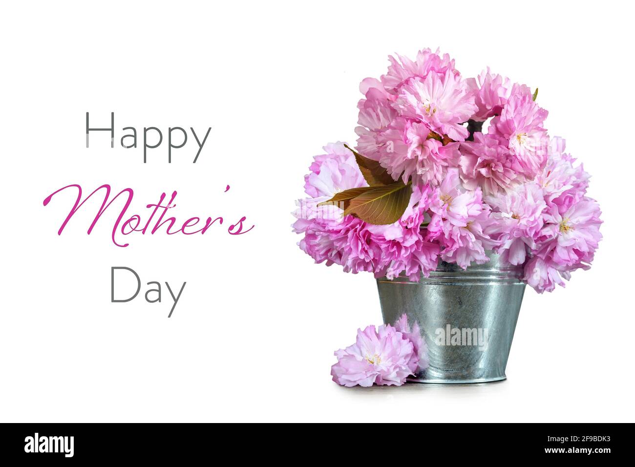 Happy Mothers carta giorno con fiori di ciliegio in secchio isolato su sfondo bianco Foto Stock