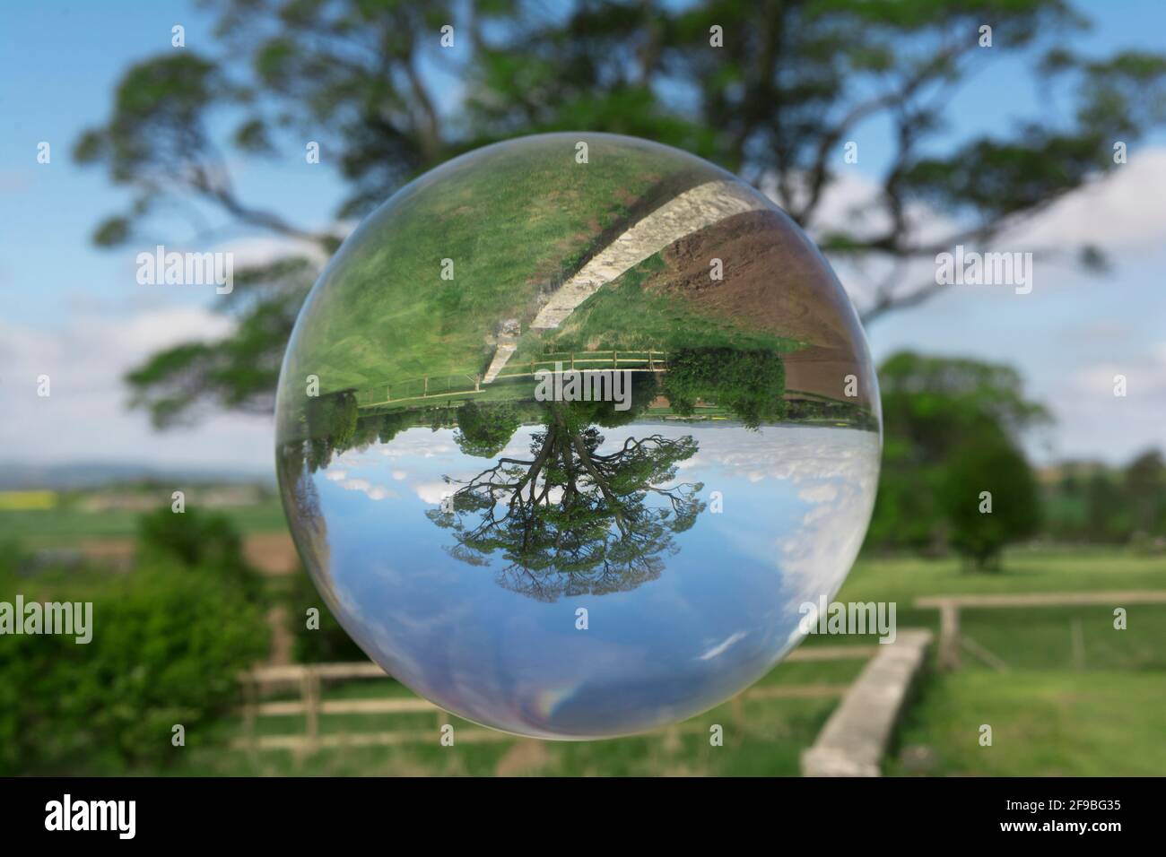 Albero di Sycamore visto attraverso una palla di cristallo Foto Stock
